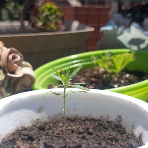 Tiwaz growlog timeline photo