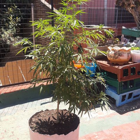 Frida  growlog timeline photo