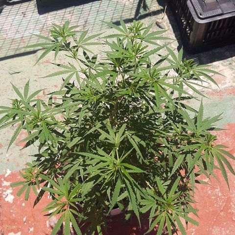 Frida  growlog timeline photo