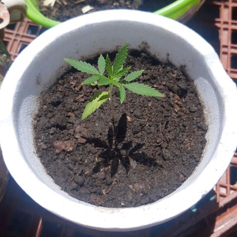 Tiwaz growlog timeline photo