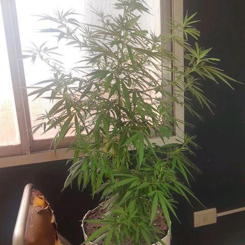 Frida  growlog timeline photo
