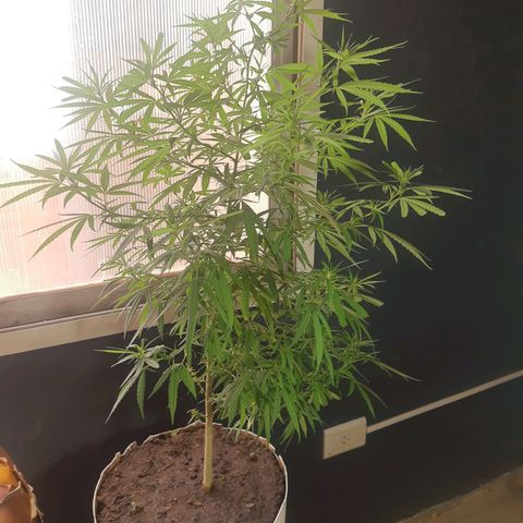 Frida  growlog timeline photo