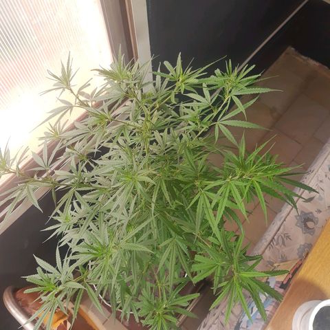Frida  growlog timeline photo