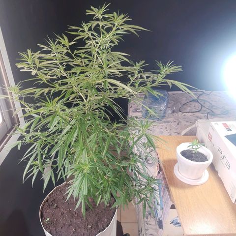 Frida  growlog timeline photo