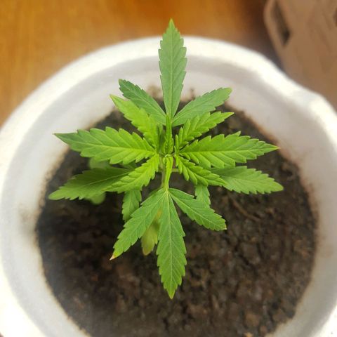 Tiwaz growlog timeline photo