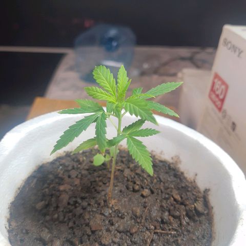 Tiwaz growlog timeline photo