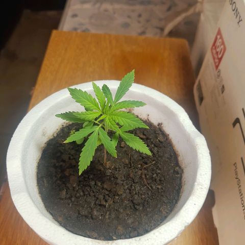 Tiwaz growlog timeline photo
