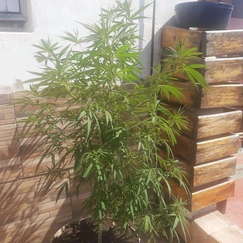 Frida  growlog timeline photo