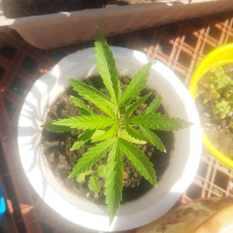 Tiwaz growlog timeline photo
