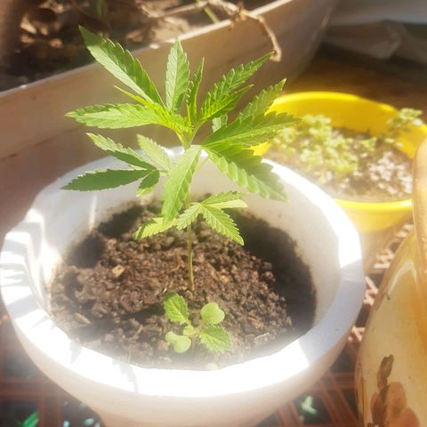 Tiwaz growlog timeline photo