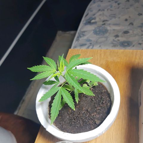 Tiwaz growlog timeline photo
