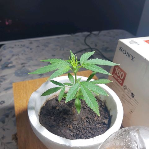 Tiwaz growlog timeline photo
