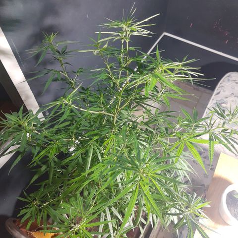 Frida  growlog timeline photo