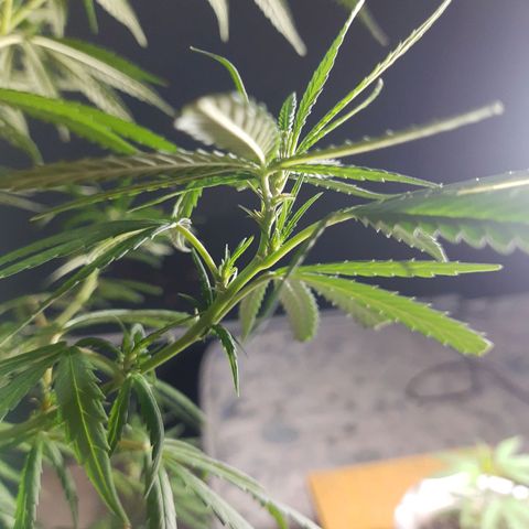Frida  growlog timeline photo