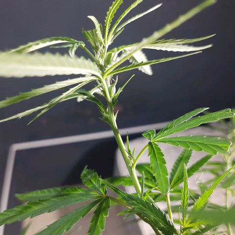 Frida  growlog timeline photo