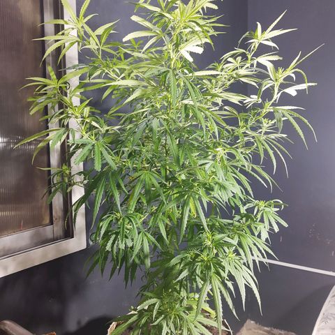 Frida  growlog timeline photo
