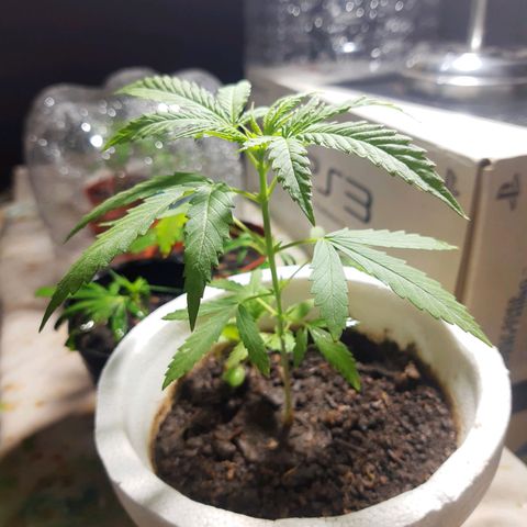 Tiwaz growlog timeline photo