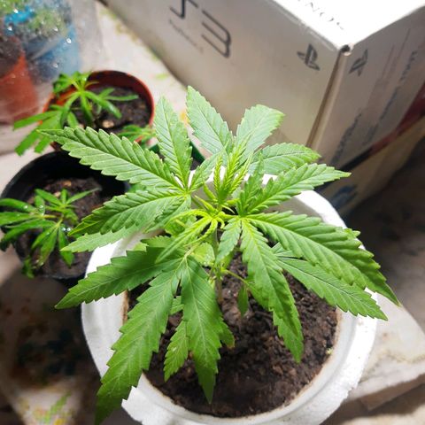 Tiwaz growlog timeline photo