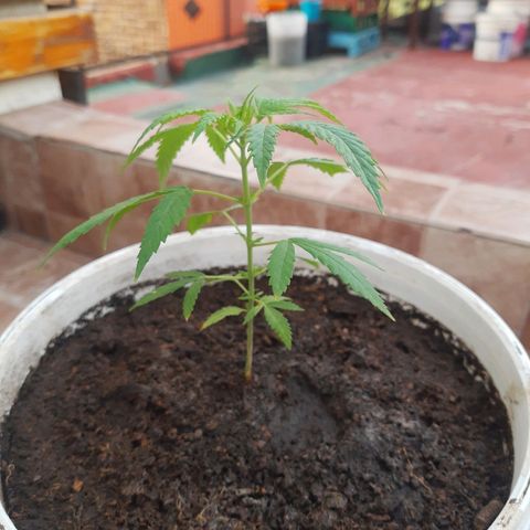 Tiwaz growlog timeline photo