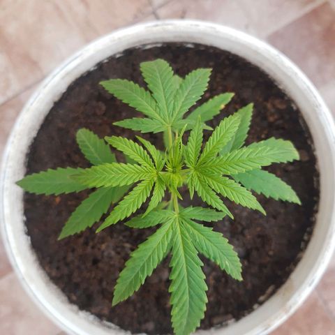 Tiwaz growlog timeline photo