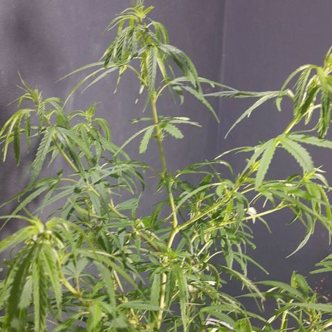 Frida  growlog timeline photo