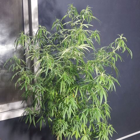 Frida  growlog timeline photo