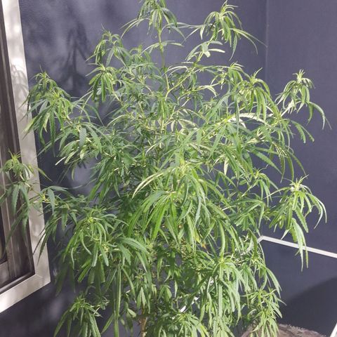 Frida  growlog timeline photo