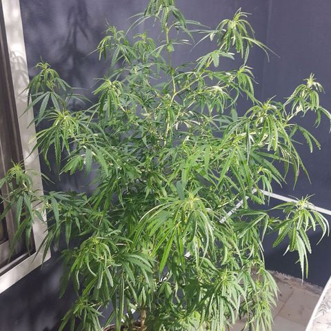 Frida  growlog timeline photo