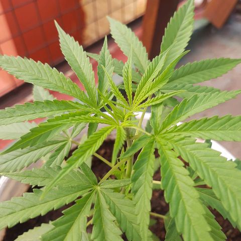 Tiwaz growlog timeline photo