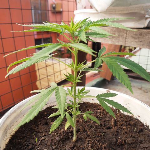 Tiwaz growlog timeline photo