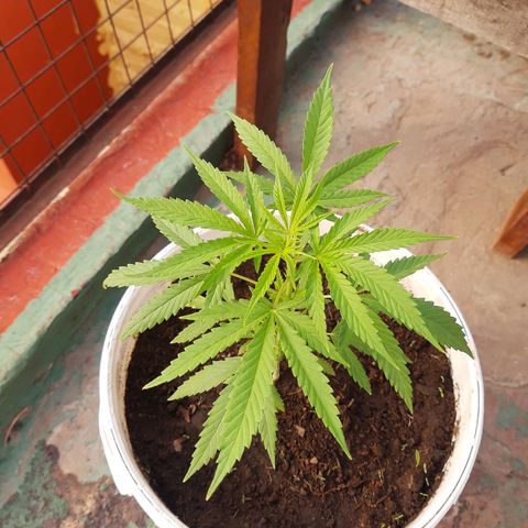 Tiwaz growlog timeline photo
