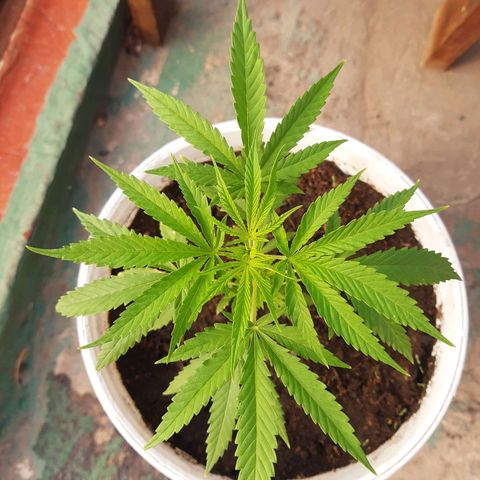 Tiwaz growlog timeline photo