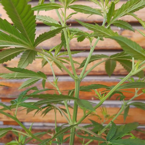 Tiwaz growlog photo: Poda Apical