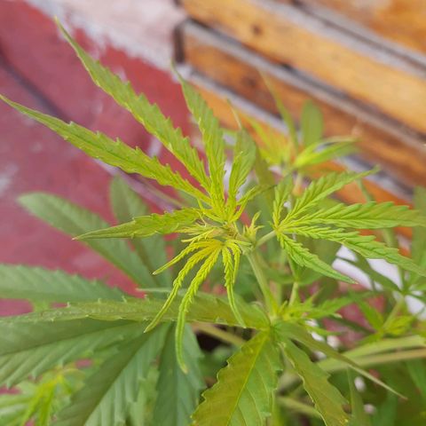Tiwaz growlog timeline photo