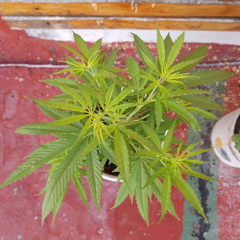 Tiwaz growlog timeline photo