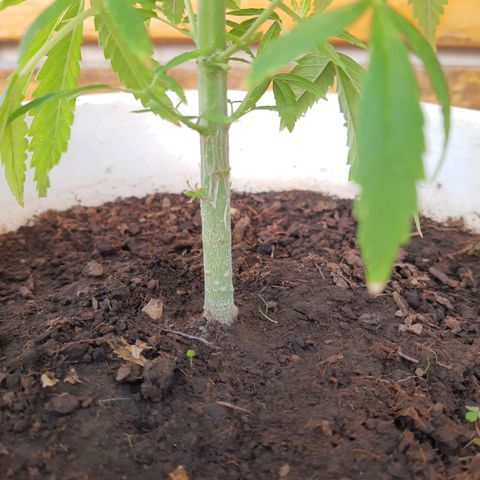 Tiwaz growlog timeline photo