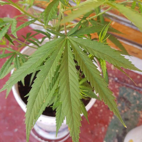 Tiwaz growlog timeline photo