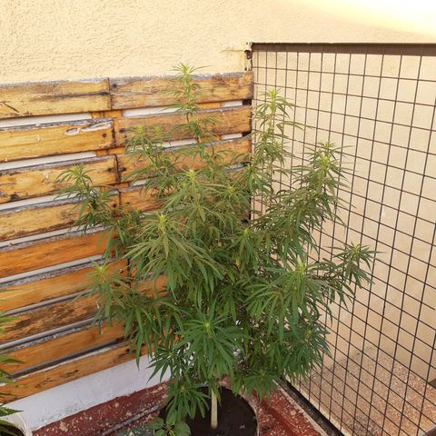 Frida  growlog photo: Comienzo de Pre-Floración.