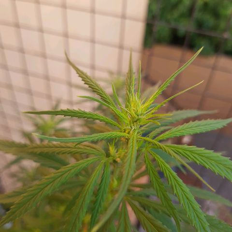 Frida  growlog photo: Comienzo de Pre-Floración.