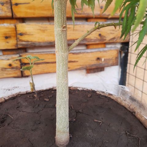 Frida  growlog photo: Comienzo de Pre-Floración.