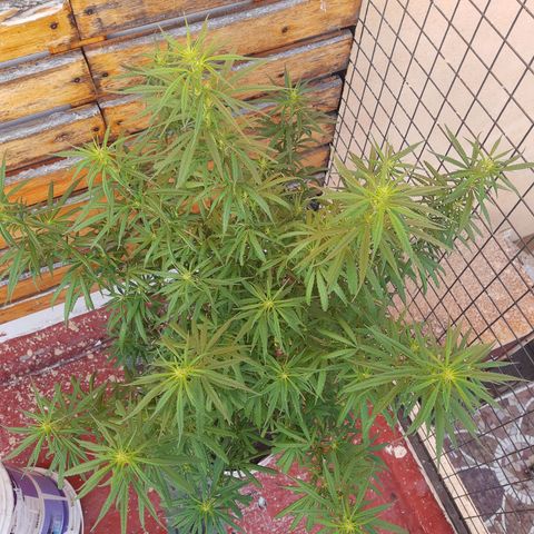 Frida  growlog photo: Comienzo de Pre-Floración.