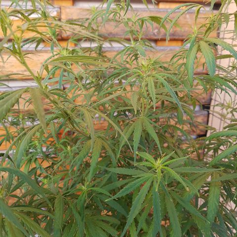 Frida  growlog photo: Comienzo de Pre-Floración.