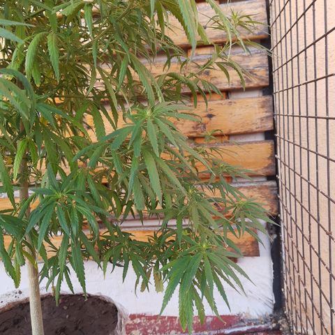 Frida  growlog photo: Comienzo de Pre-Floración.
