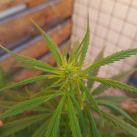 Frida  growlog photo: Comienzo de Pre-Floración.