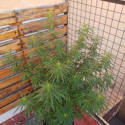 Frida  growlog photo: Comienzo de Pre-Floración.