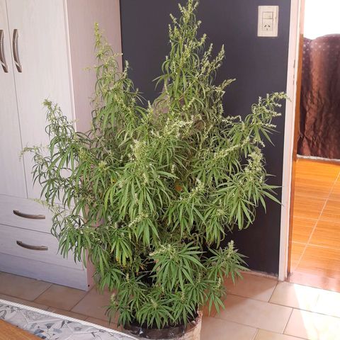 Frida  growlog timeline photo