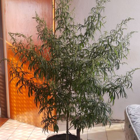 Frida  growlog timeline photo