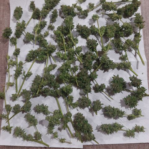 Tiwaz growlog timeline photo