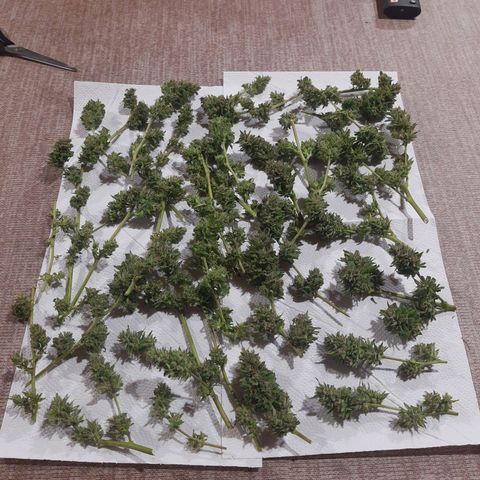 Tiwaz growlog timeline photo