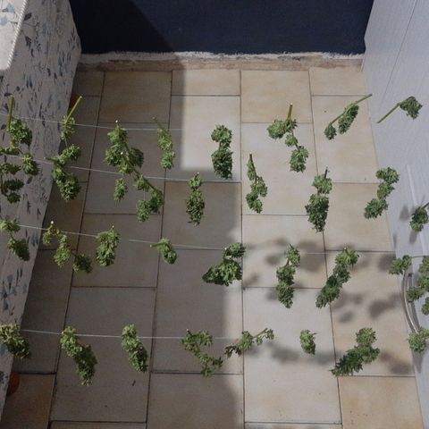 Tiwaz growlog timeline photo